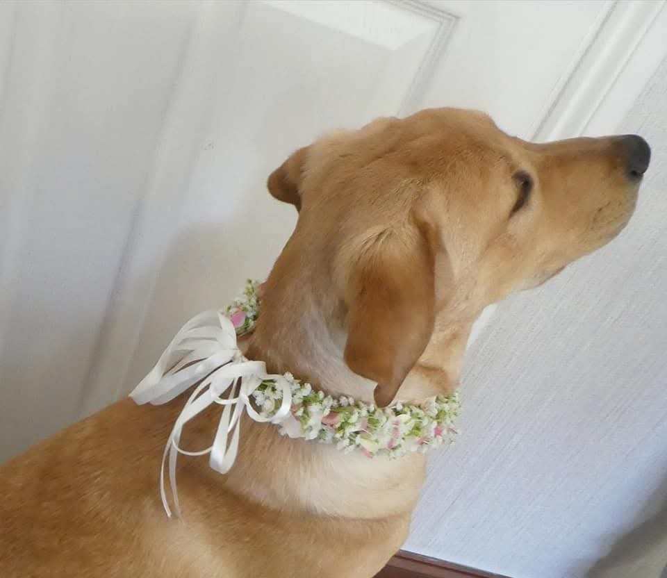 The Gypsophilia Dog Collar