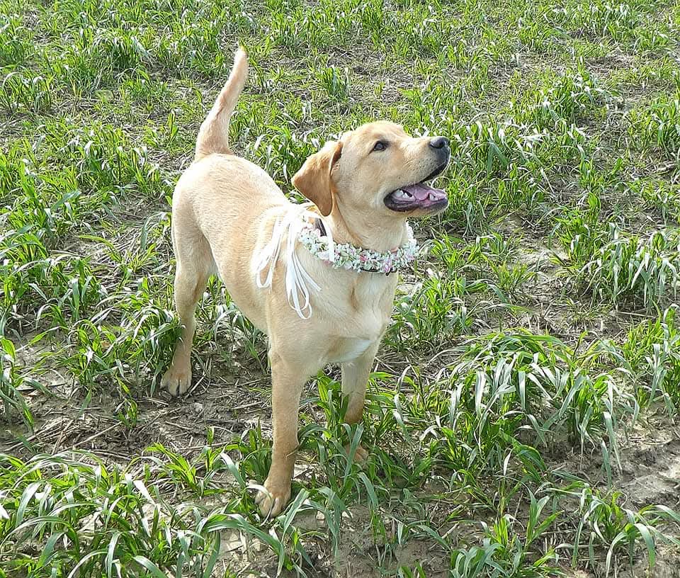 The Gypsophilia Dog Collar
